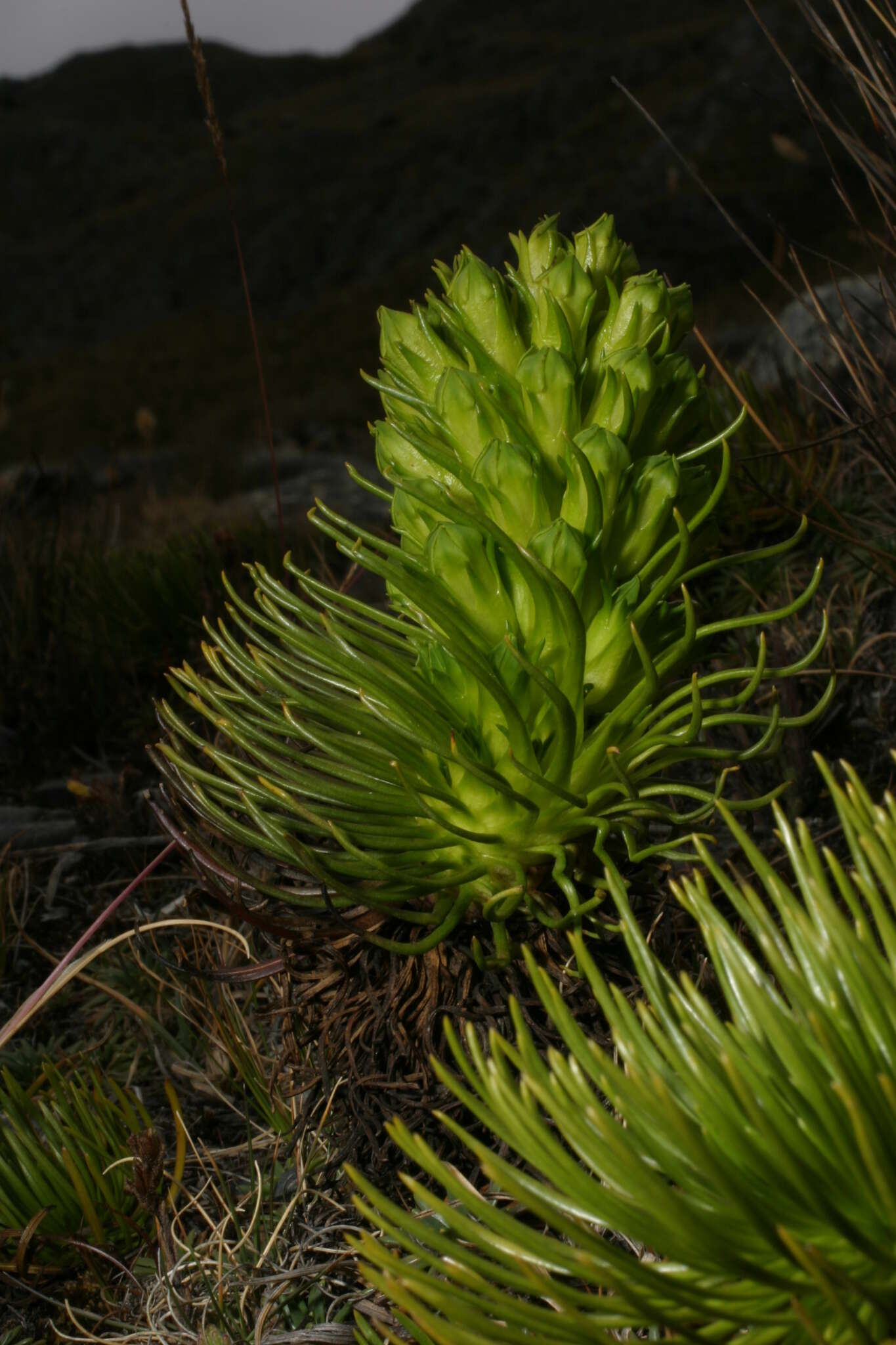 Gentianella thyrsoidea (Hook.) Fabris的圖片