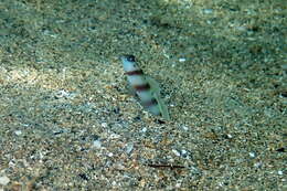 Image of Steinitz' prawn goby