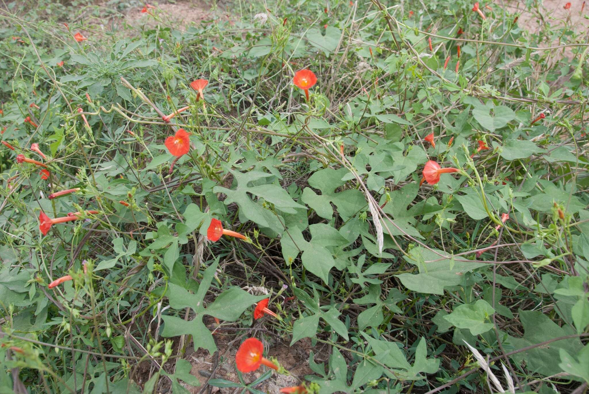 Слика од Ipomoea cristulata Hall. fil.