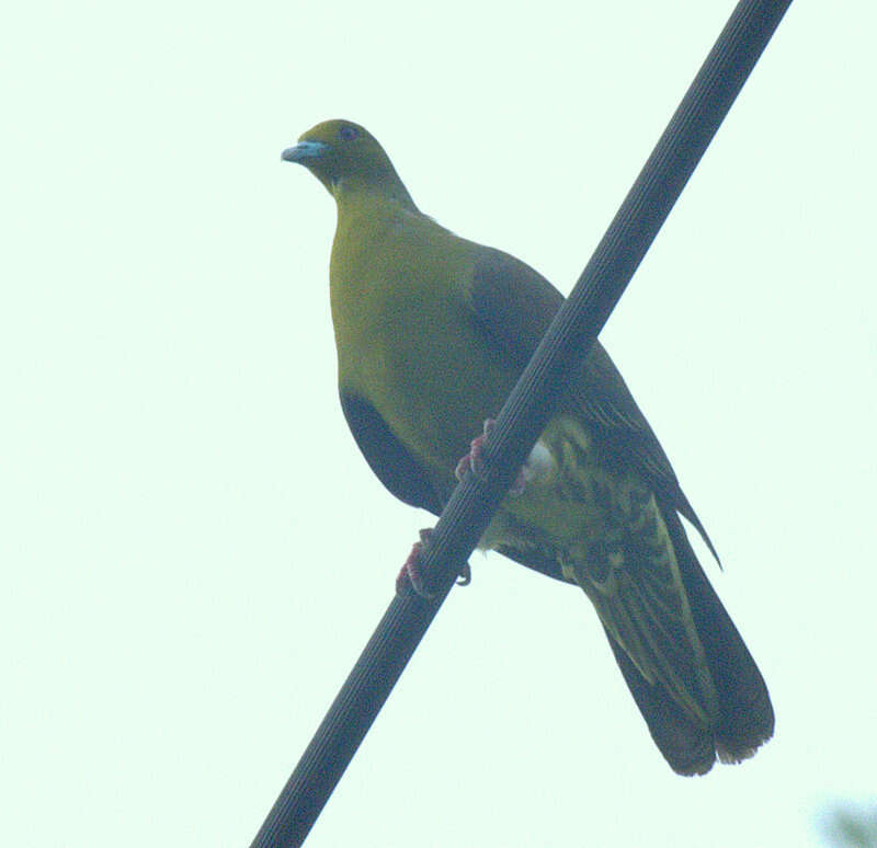 Image of Treron formosae medioximus (Bangs 1901)