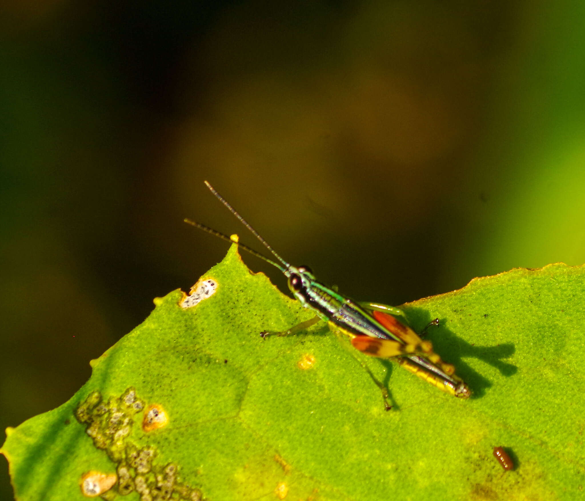 Image of Stenopola boliviana (Rehn & J. A. G. 1913)