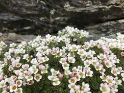 Sivun Saxifraga nevadensis Boiss. kuva