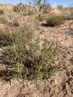 Oenothera hartwegii subsp. filifolia (Eastw.) W. L. Wagner & Hoch resmi