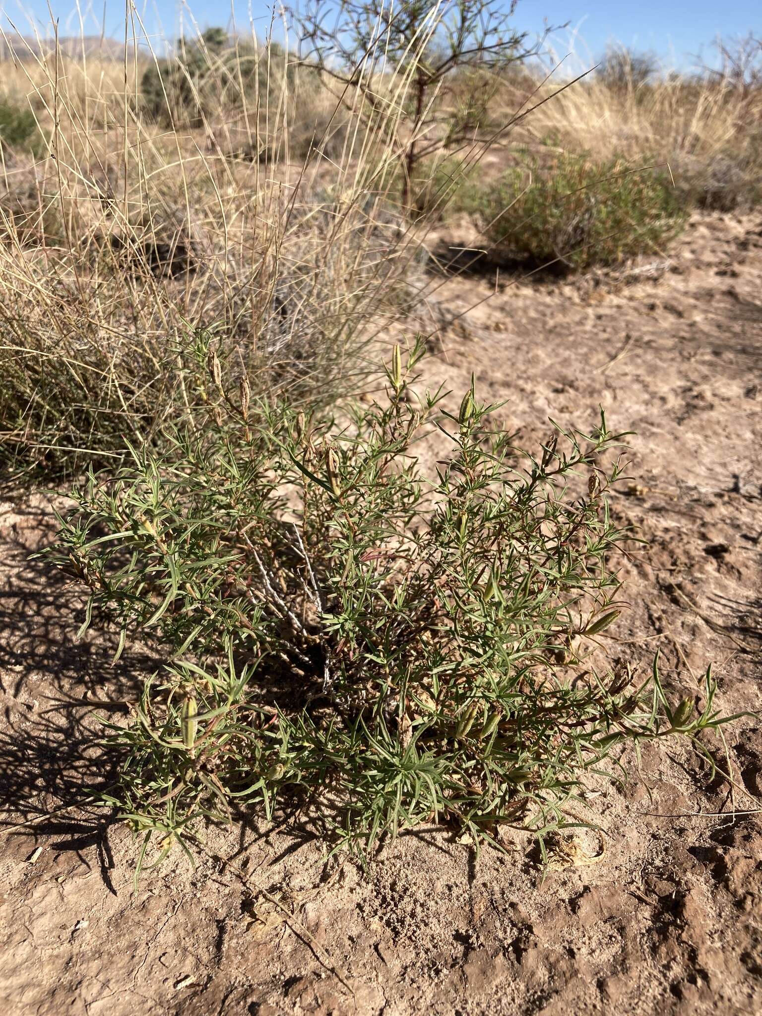 Sivun Oenothera hartwegii subsp. filifolia (Eastw.) W. L. Wagner & Hoch kuva