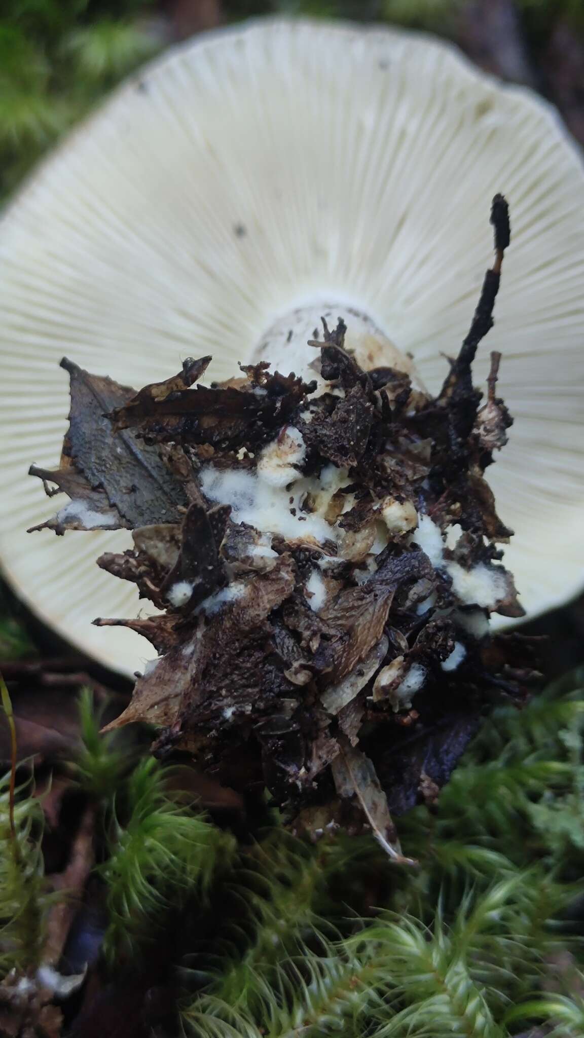 Image of Russula fuegiana Singer 1950