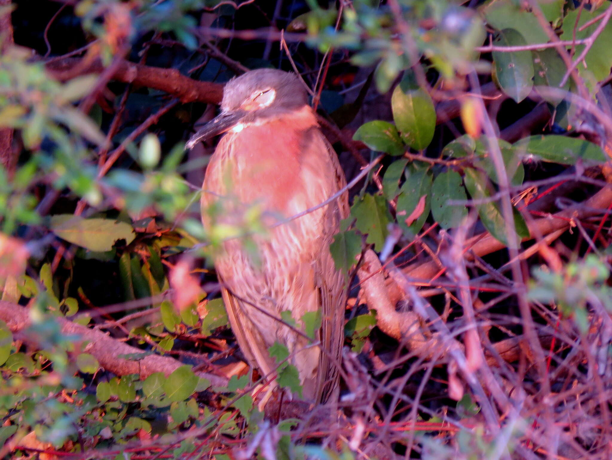 Image of White-backed Night Heron