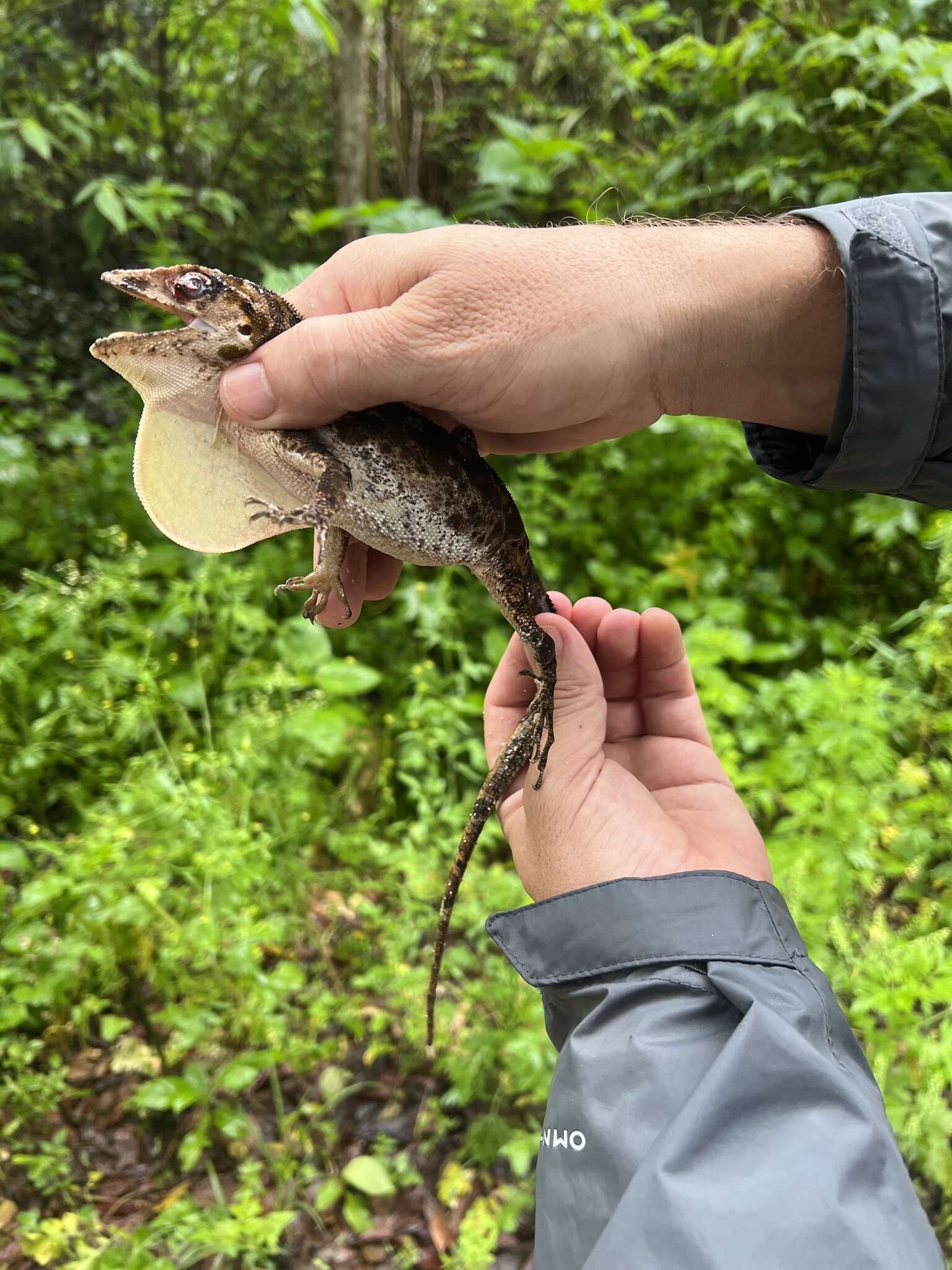 Image of Barahona  Anole