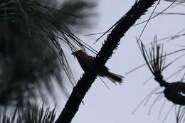 Image of Red-headed Tanager