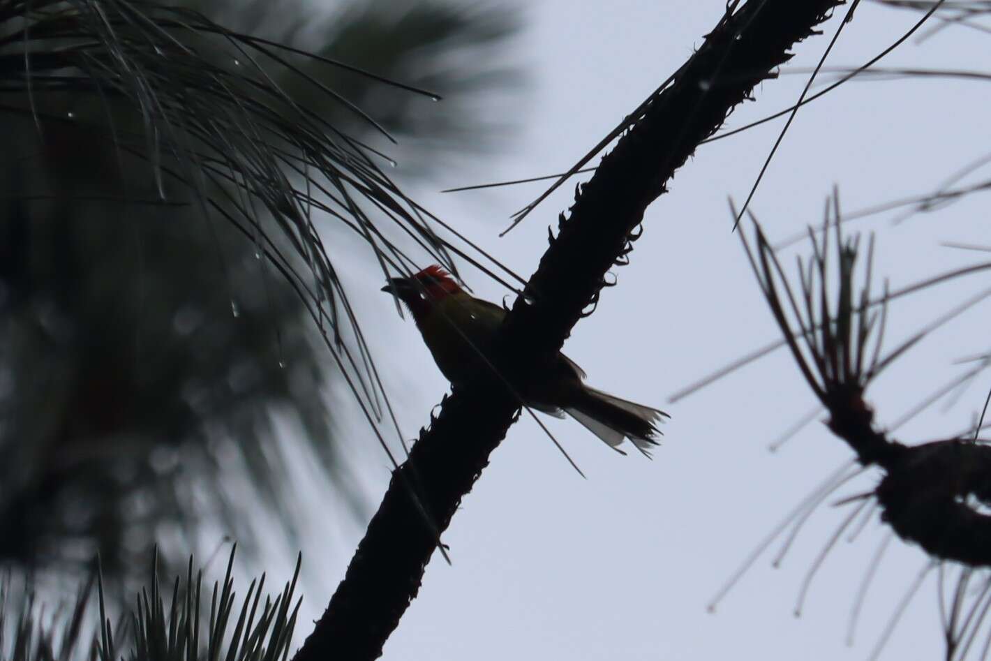 Plancia ëd Piranga erythrocephala (Swainson 1827)