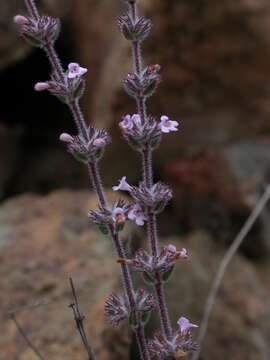 Micromeria canariensis (P. Pérez) Puppo resmi