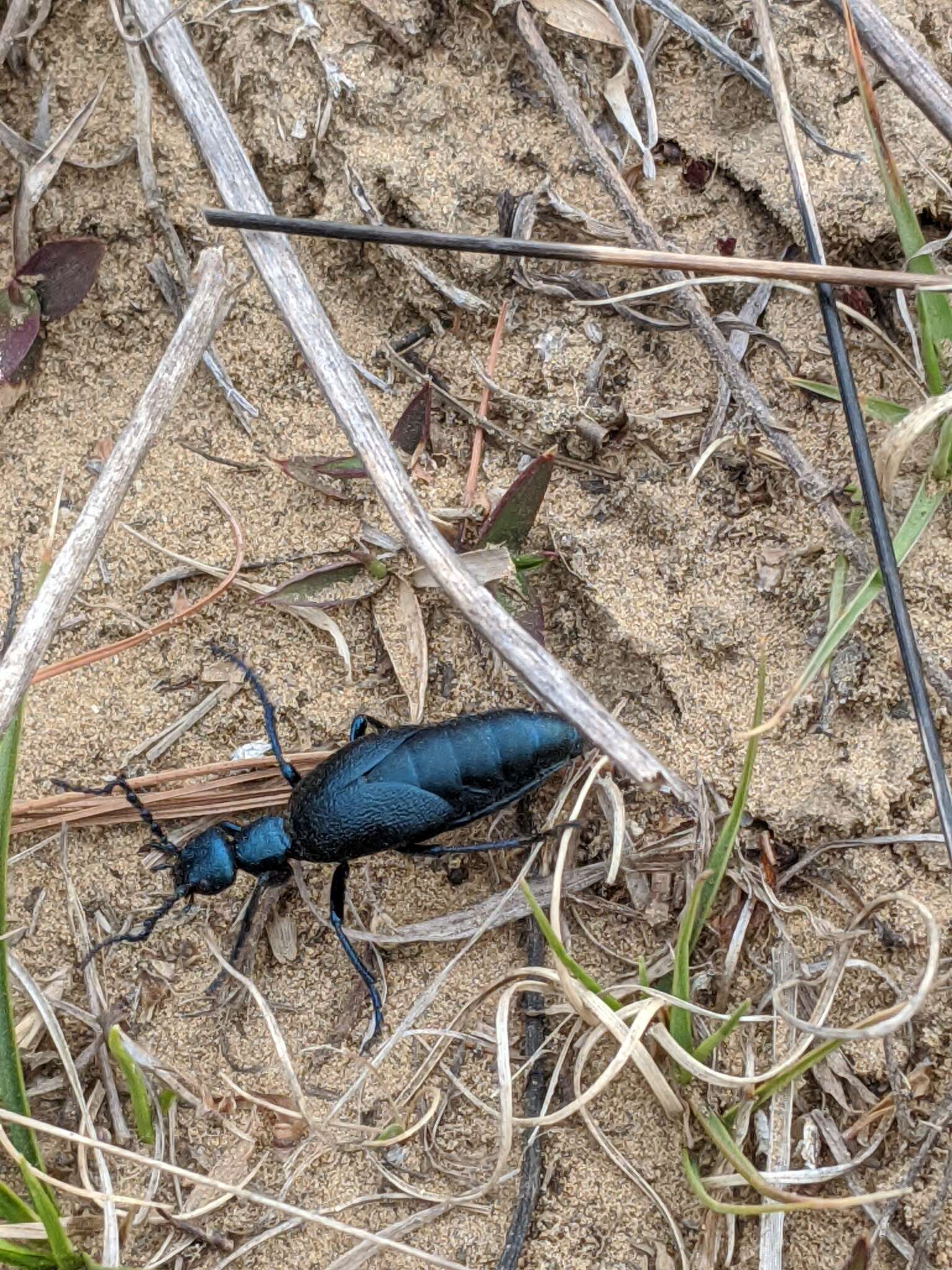 Image of Buttercup Oil Beetle