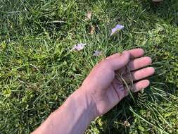 Image of cuckoo flower