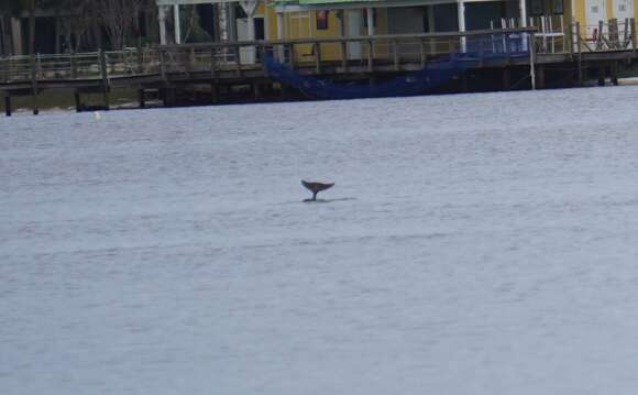 Imagem de Tursiops truncatus truncatus (Montagu 1821)