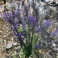 Image de Anarrhinum longipedicellatum R. Fernandes