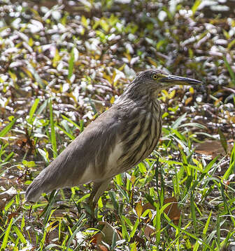 Image of Indian Pond Heron