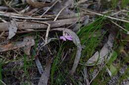 Image of Dusky fingers orchid