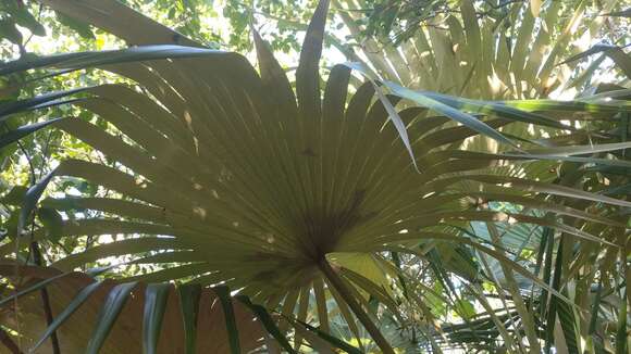 Image of Silver Palm
