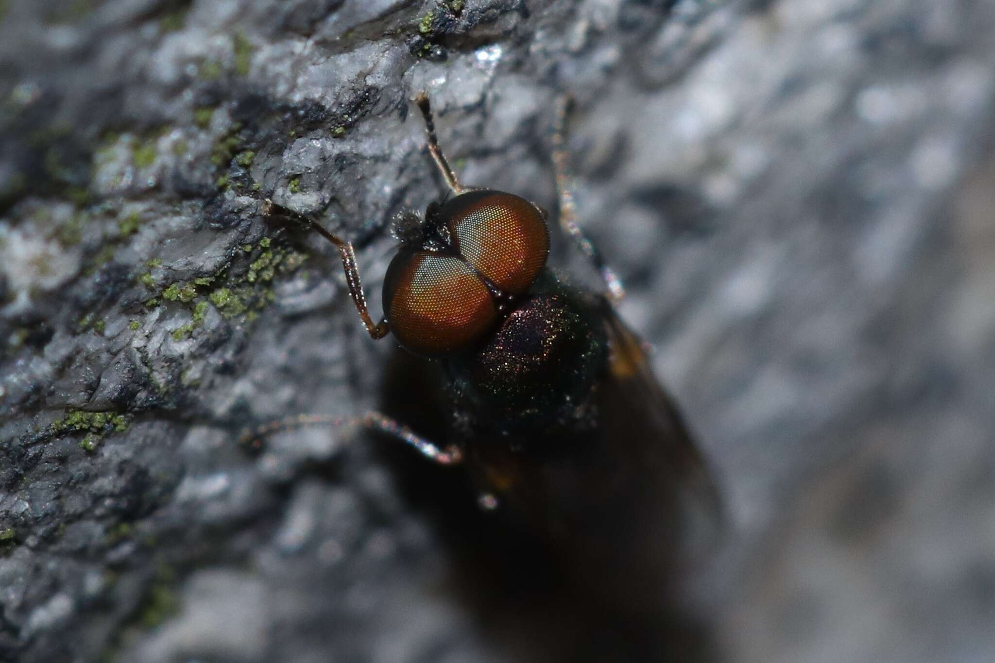 Image of Soldier fly