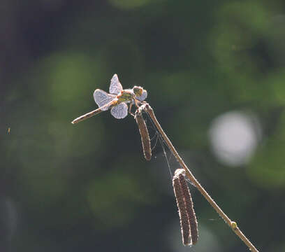 Image of <i>Sympetrum <i>striolatum</i></i> striolatum