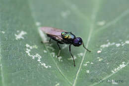 Imagem de Prosopochrysa vitripennis (Doleschall 1856)