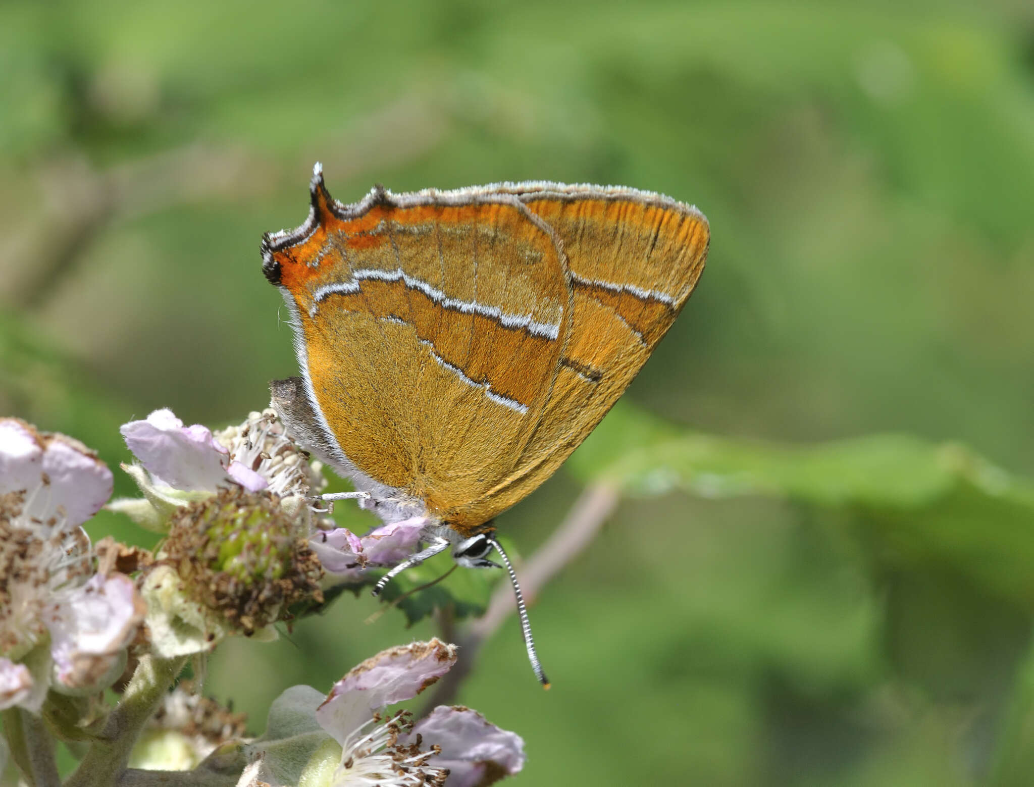 Image of Brown Hairstreak