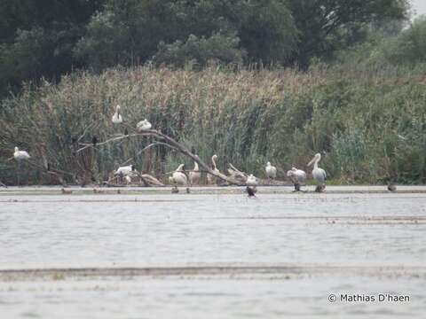 Image of Great White Pelican