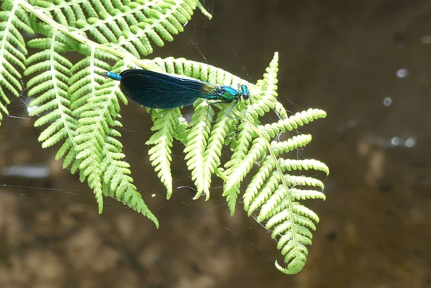 Image of Calopteryx virgo Linnaeus 1758