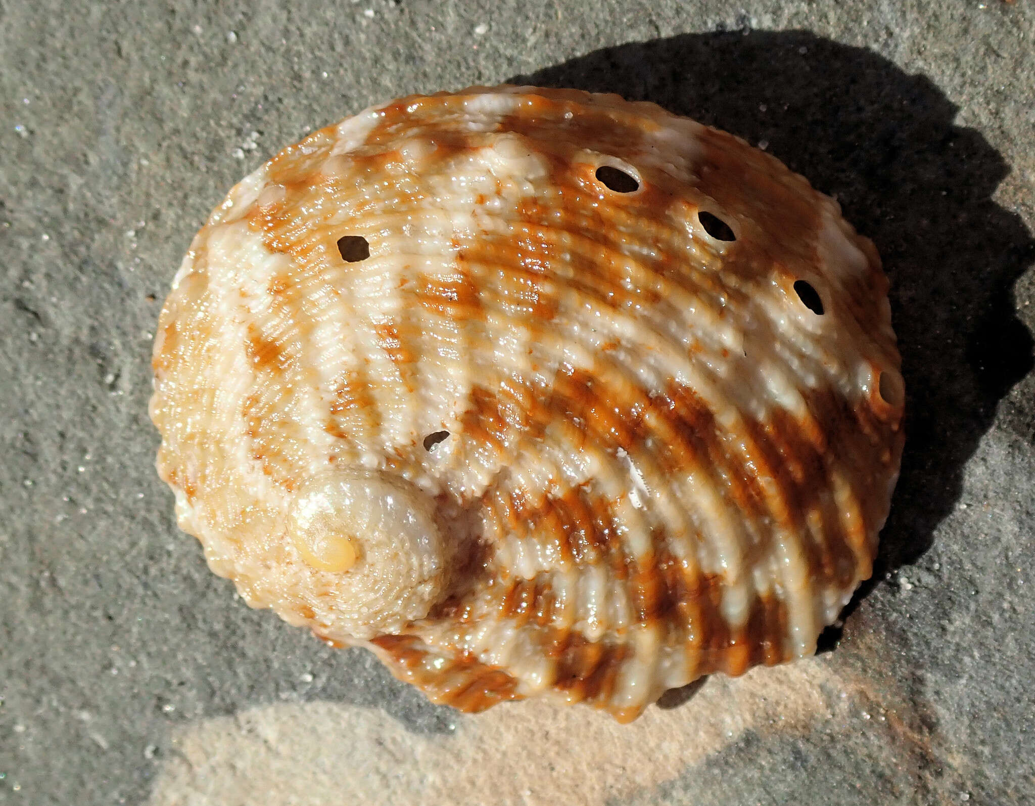 Image of staircase abalone