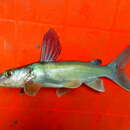 Image of Bagrid catfish