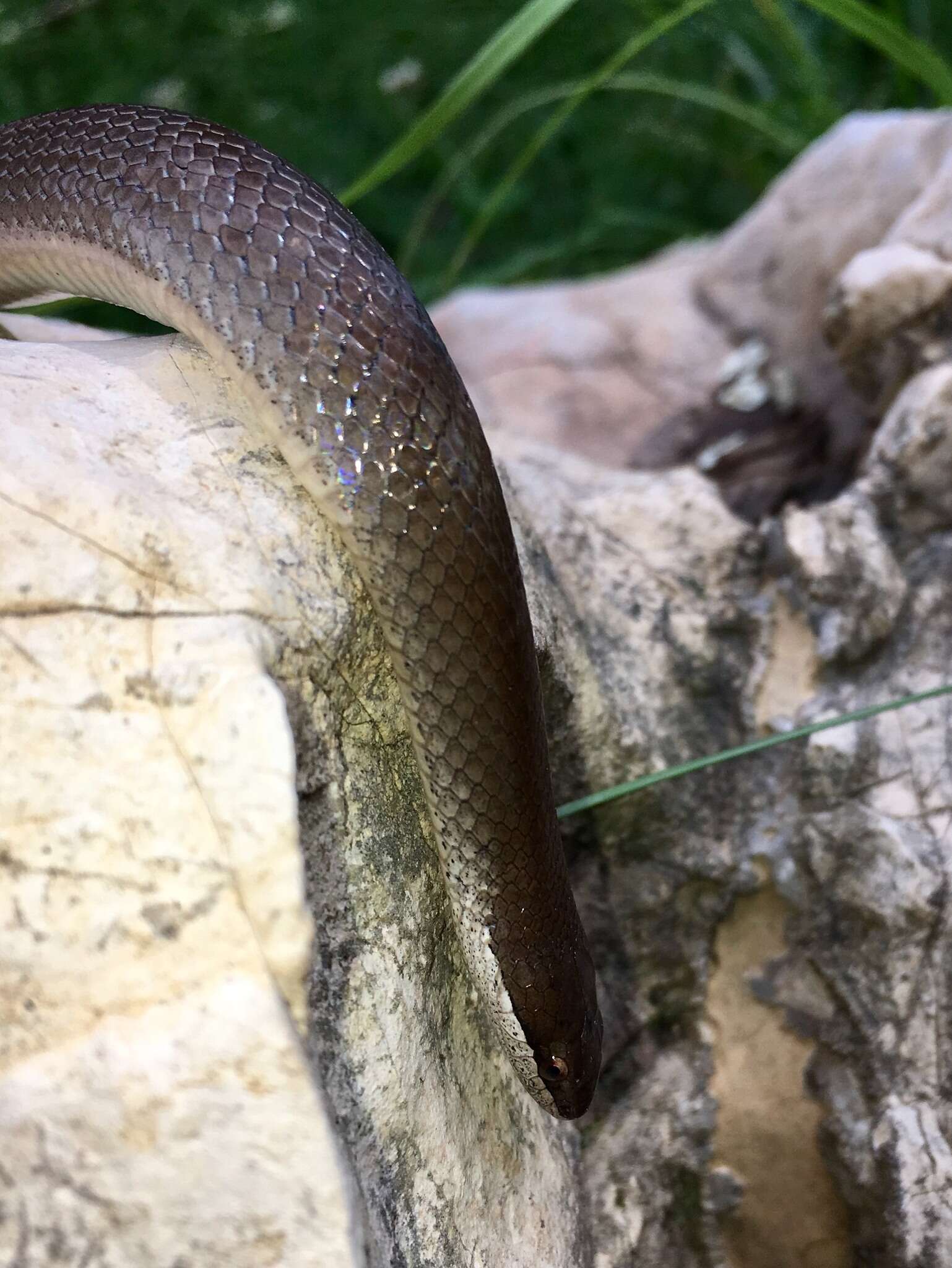 Image of Chiapan Stripeless Snake