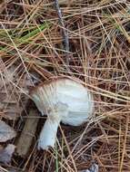 Image of Russula silvicola Shaffer 1975