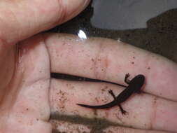 Image of Japanese Fire-bellied Newt