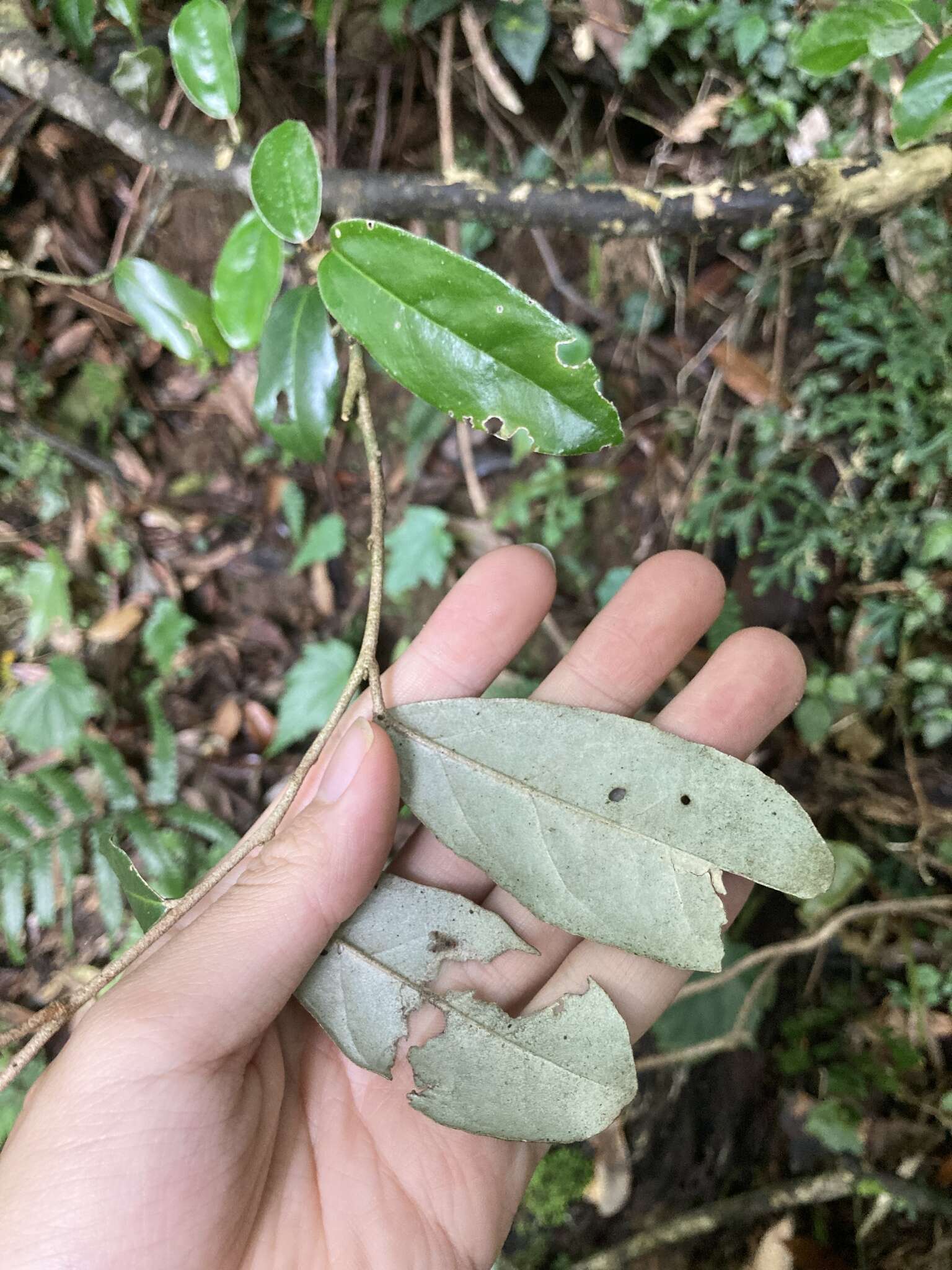 Image of Elaeagnus thunbergii Servettaz