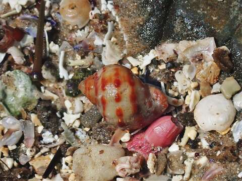 Image of alou rock shell