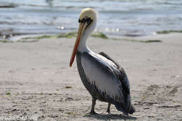 Image of Peruvian Pelican