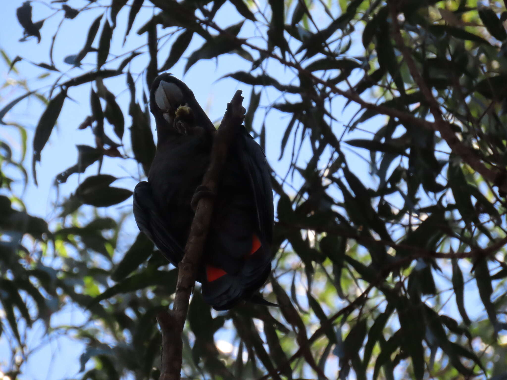 Calyptorhynchus lathami lathami (Temminck 1807) resmi