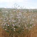 Convolvulus dorycnium subsp. subhirsutus (Regel & Schmalh.) Sa'ad resmi