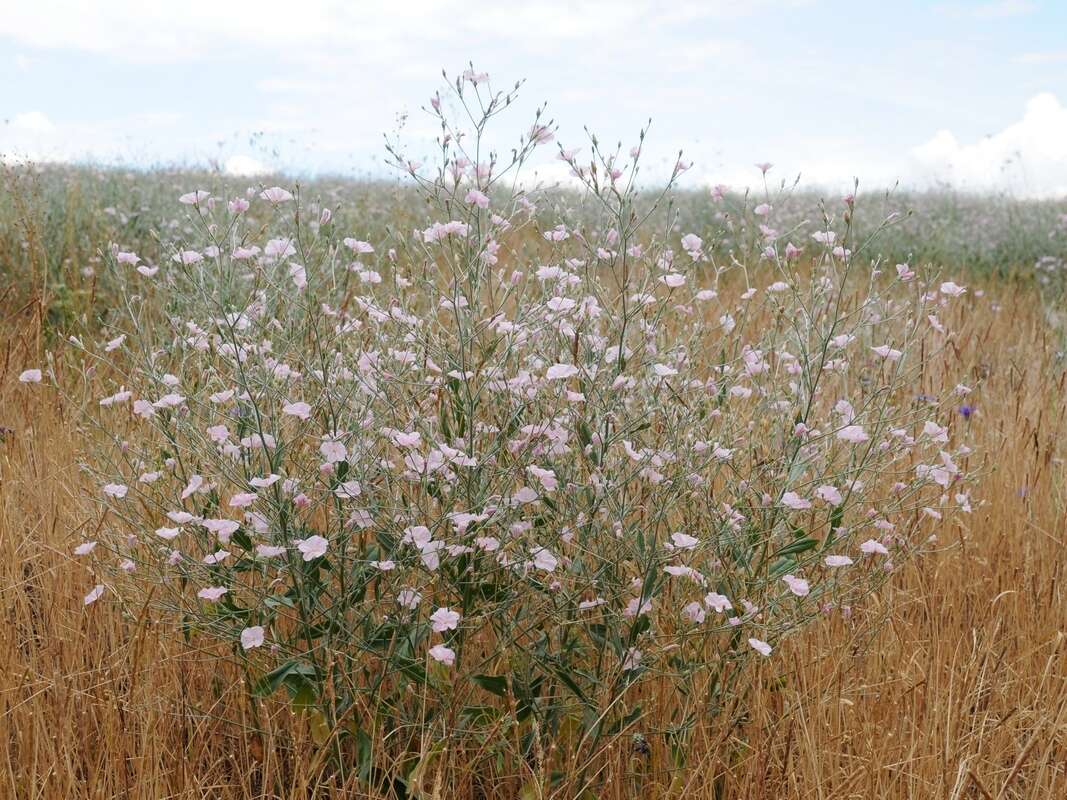 Image of Convolvulus dorycnium subsp. subhirsutus (Regel & Schmalh.) Sa'ad