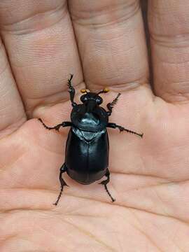 Image of Nicrophorus (Nicrophorus) concolor (Kraatz 1877)