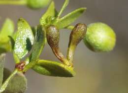 Plancia ëd Asphondylia clavata Gagne 1990