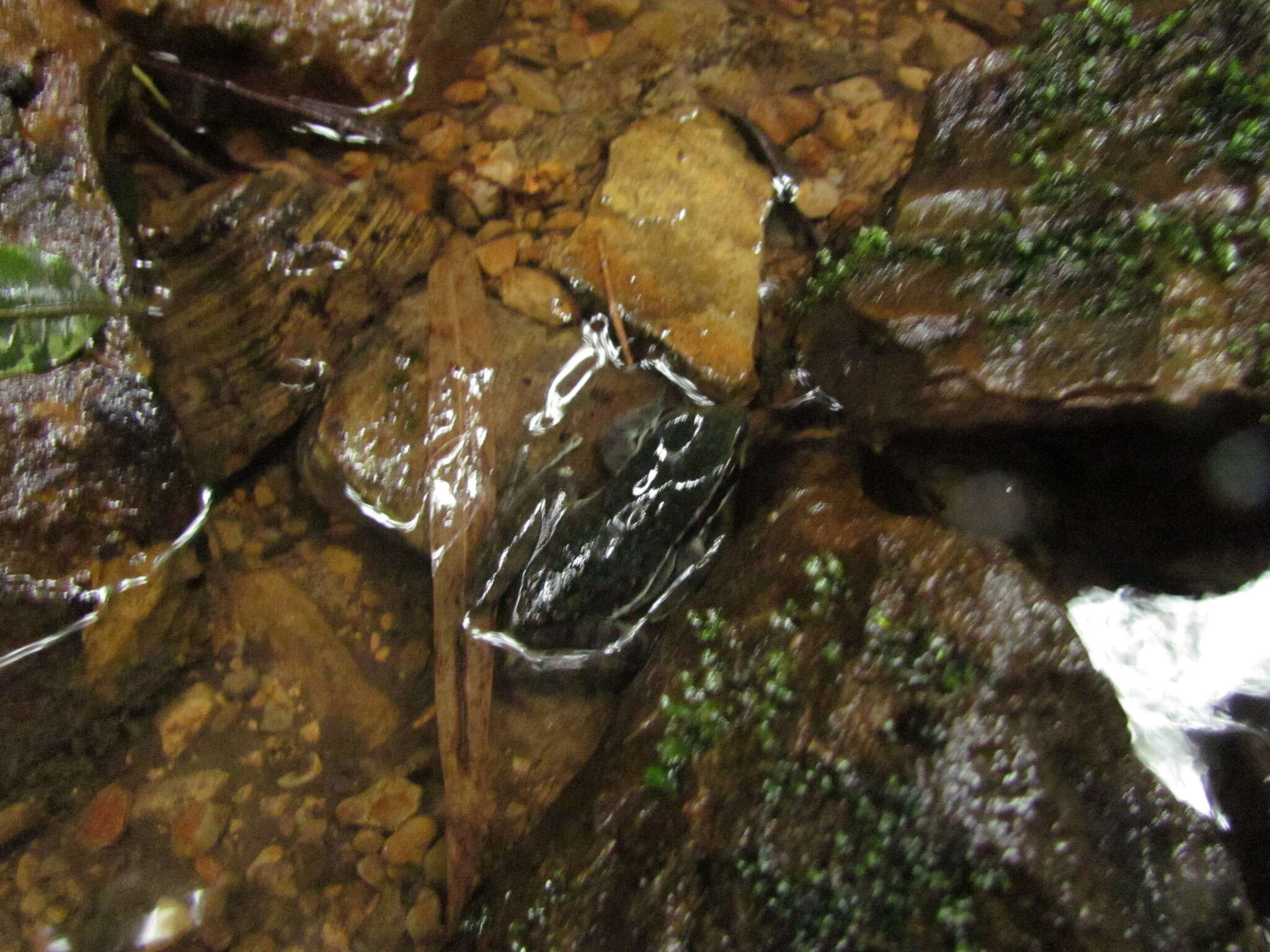 Plancia ëd Hylodes perplicatus (Miranda-Ribeiro 1926)