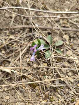 Image of Hyacinthella pallasiana (Steven) Losinsk.