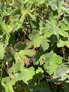 Image of cranesbill