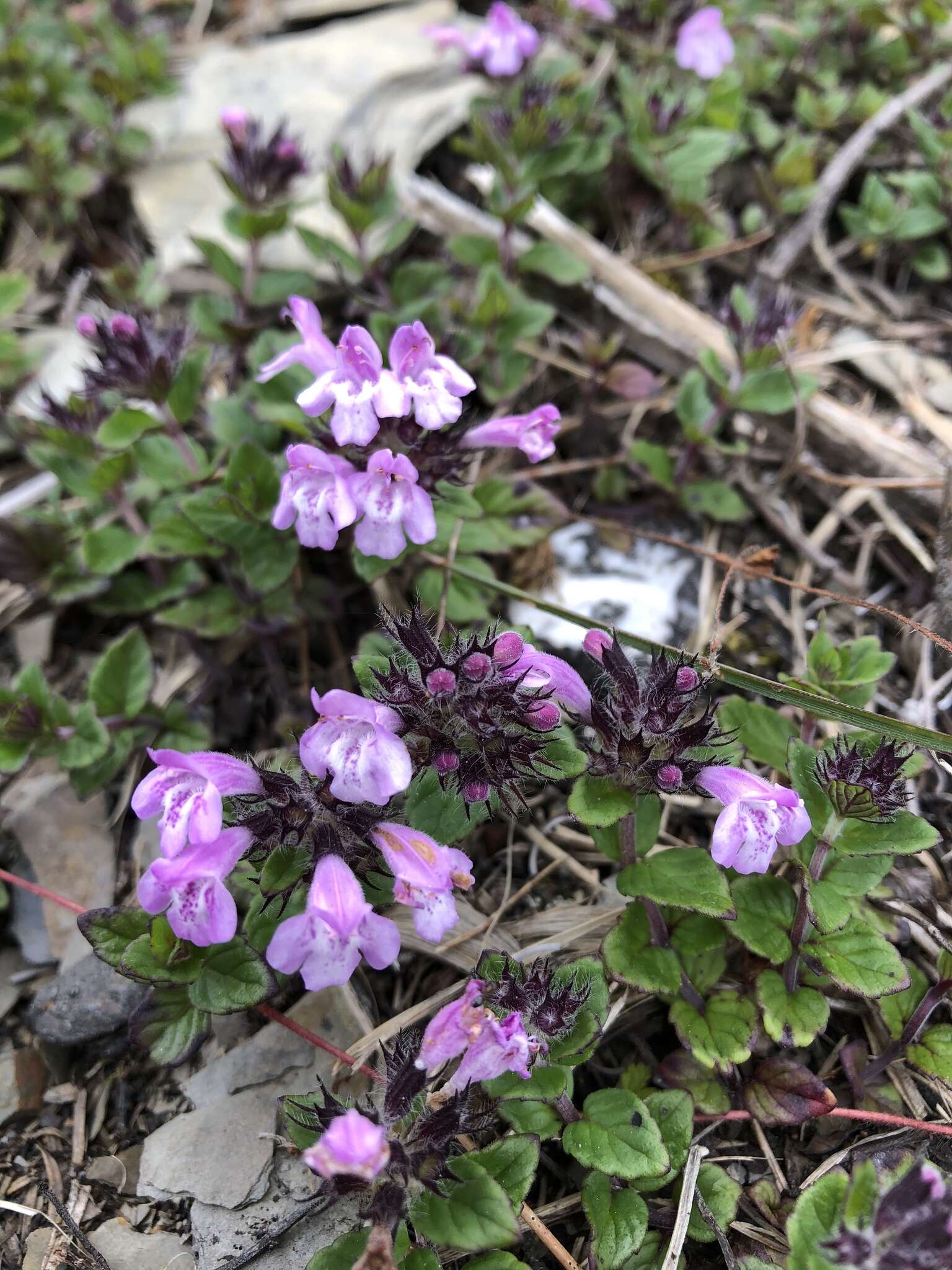 Sivun Clinopodium laxiflorum (Hayata) K. Mori kuva