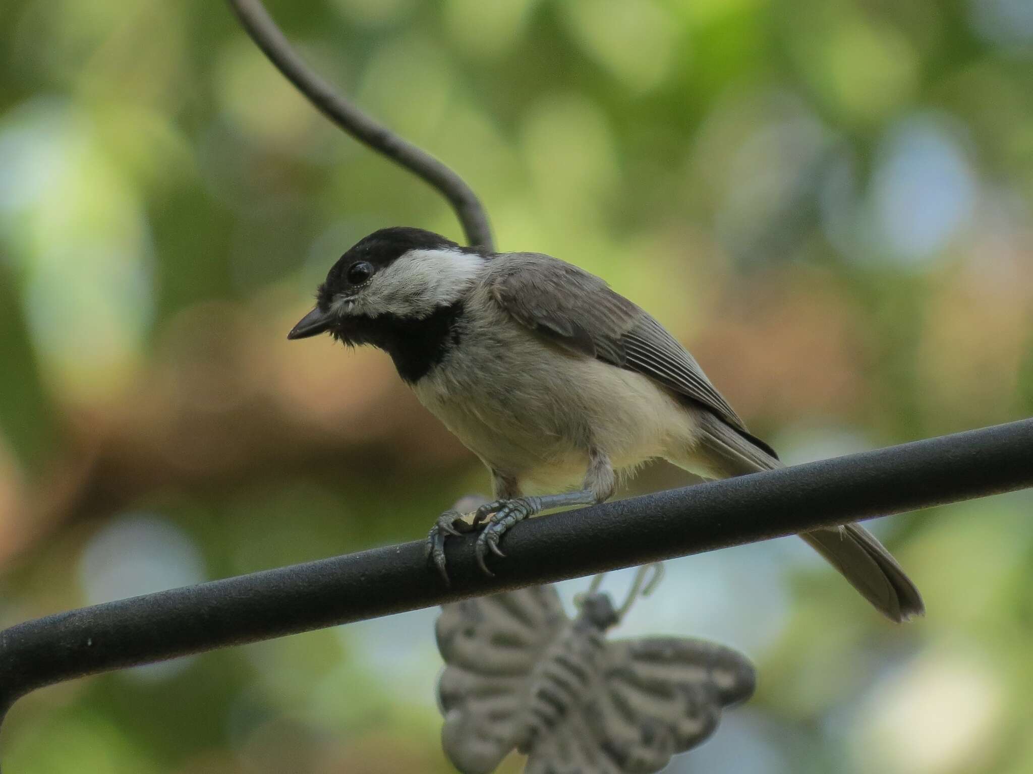 Image of Carolina Chickadee