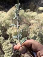 Image of crispleaf buckwheat