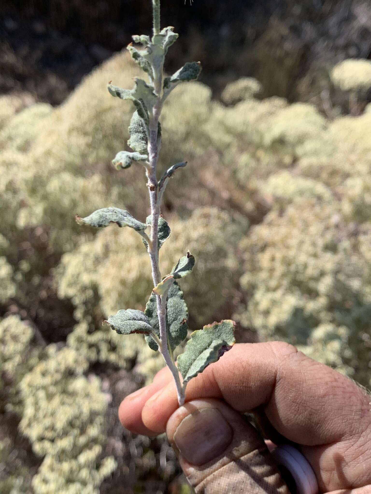 Image of crispleaf buckwheat