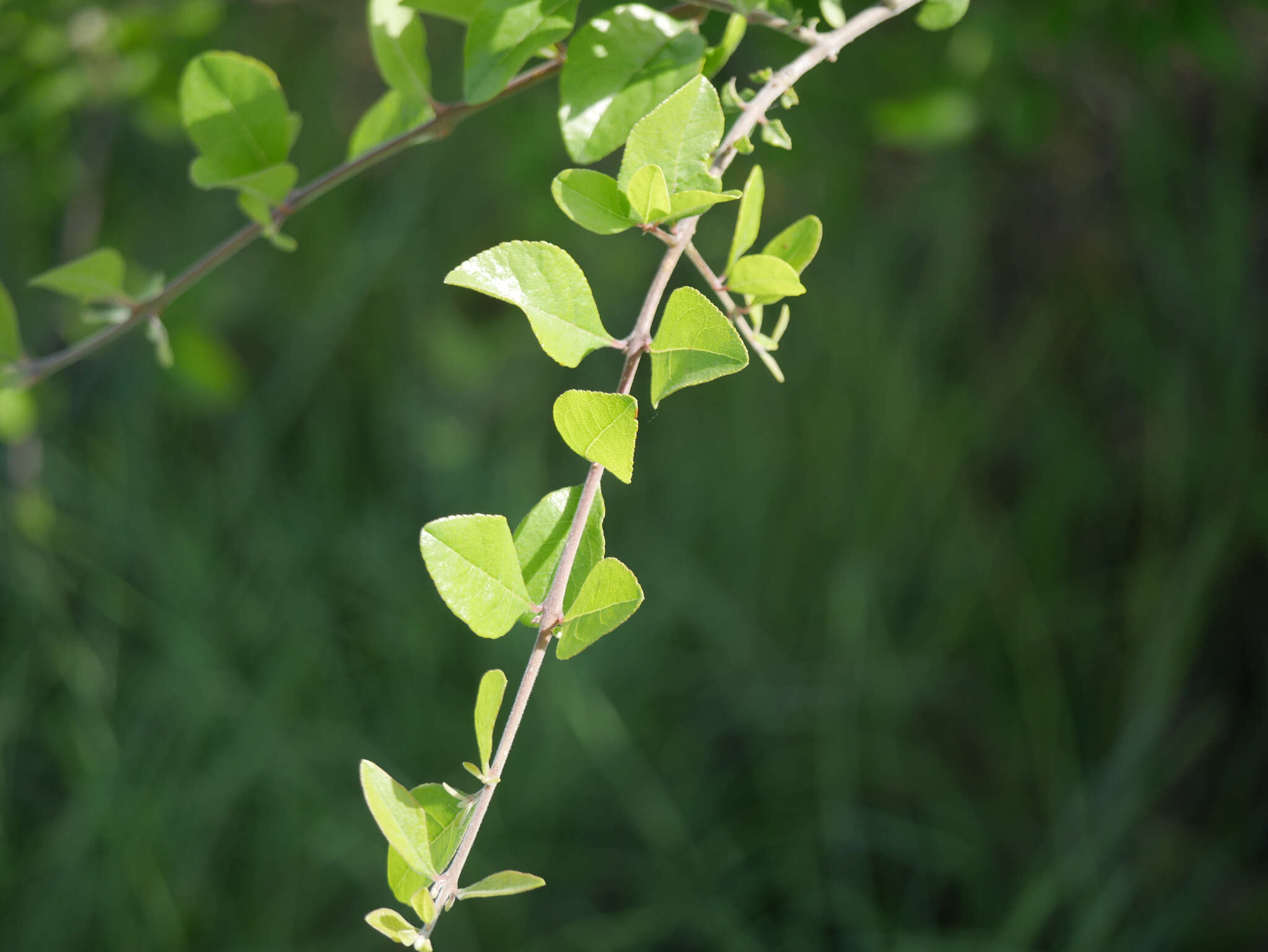 Forestiera pubescens Nutt. resmi