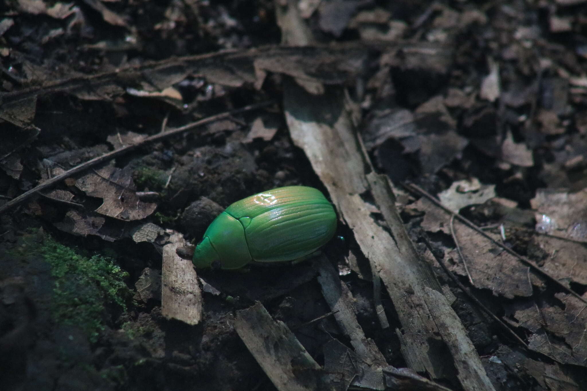 Imagem de Chrysina costata (Blanchard 1850)