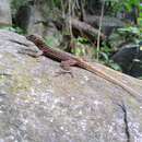 Image of Gadow's Anole